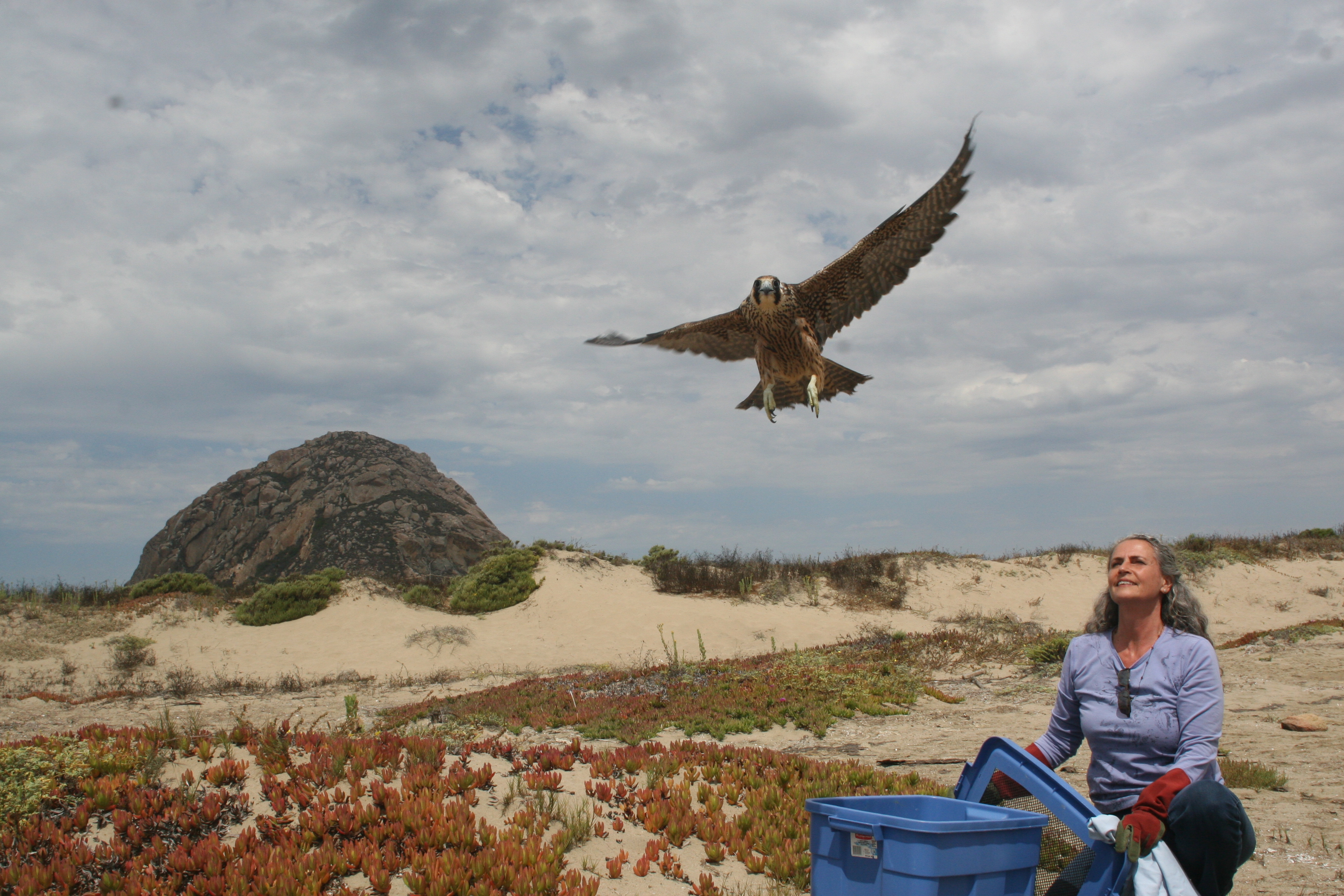 Peregrine Saved and  Released in Morro Bay...
