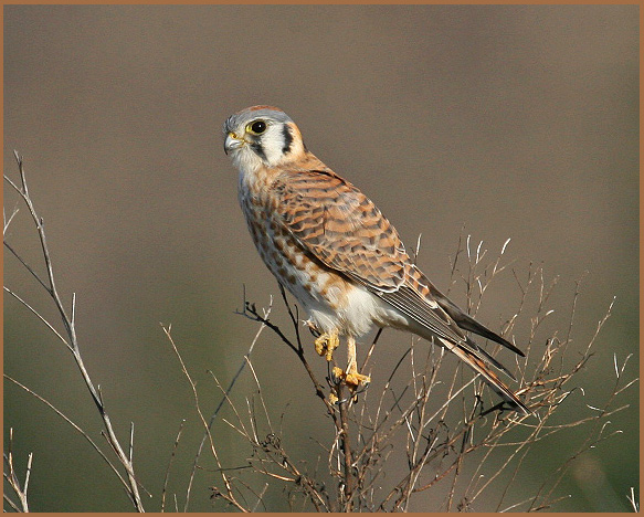 A young American Kestrel.  Photo by Cleve Nash